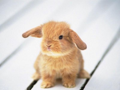 cute pictures of bunnies. Bunnies!